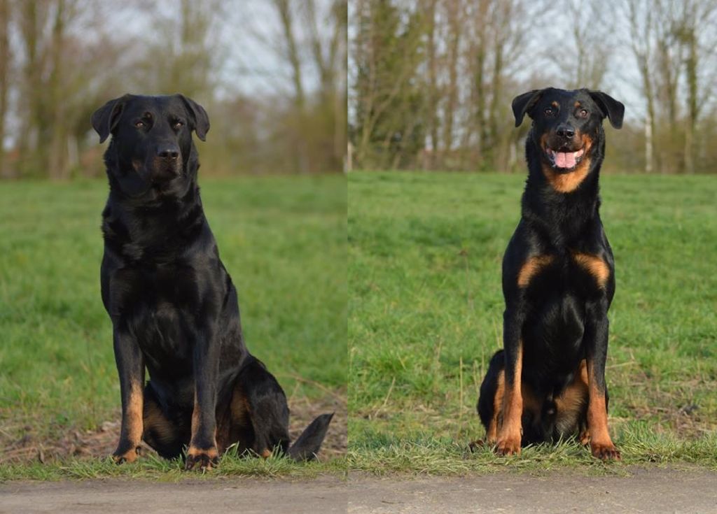 des Marais de Saint-Gratien - Ring: Honil et Loubard en 2 à Argenteuil.