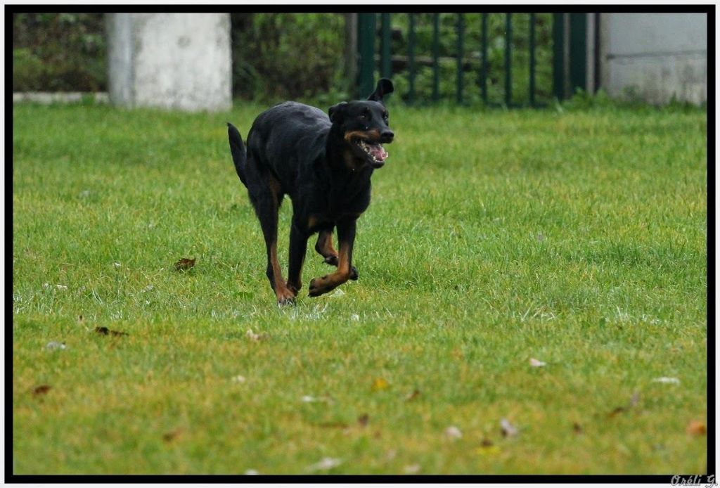 des Marais de Saint-Gratien - Agility: Hawaii en finale par équipe!