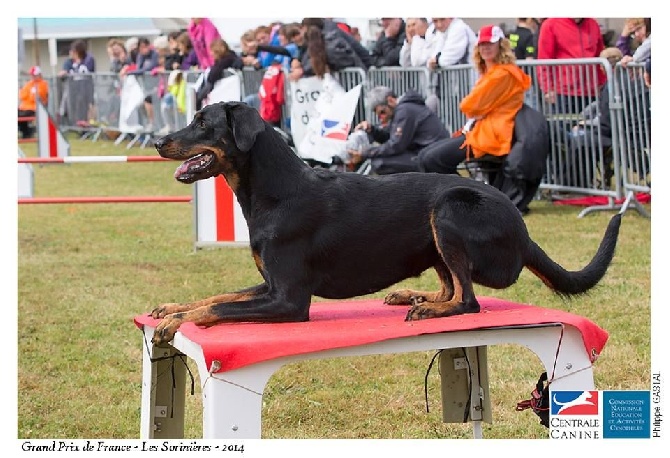 des Marais de Saint-Gratien - Agility: Hawaii en 2ème degré.