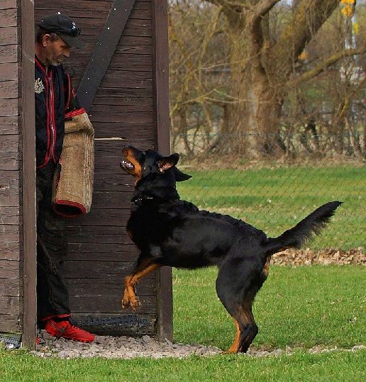 des Marais de Saint-Gratien - IPO/RCI! Lee Loo remporte le concours en échelon 1!