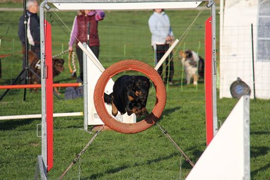 des Marais de Saint-Gratien - Agility: Hawaii en concours à Meulan