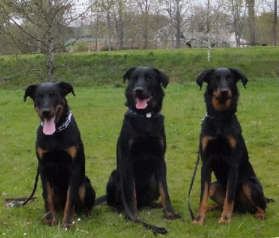 des Marais de Saint-Gratien - Troupeau: trois H reçus au CANT!