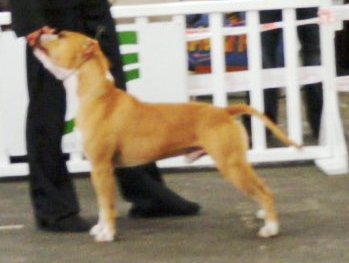 Blue fawn diamond - Suisse 2010 & CACIB Poitiers