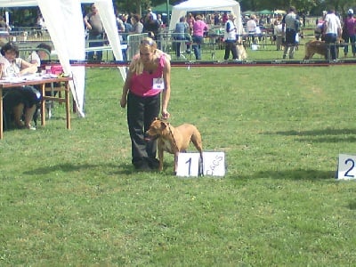 Blue fawn diamond - CACS Romorantin 2010