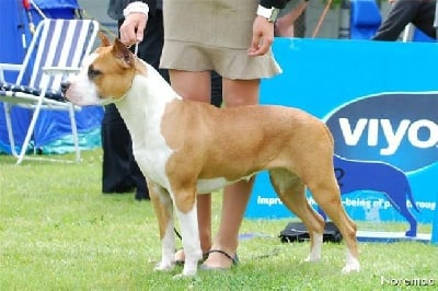 Blue fawn diamond - Championnat du Monde 2010