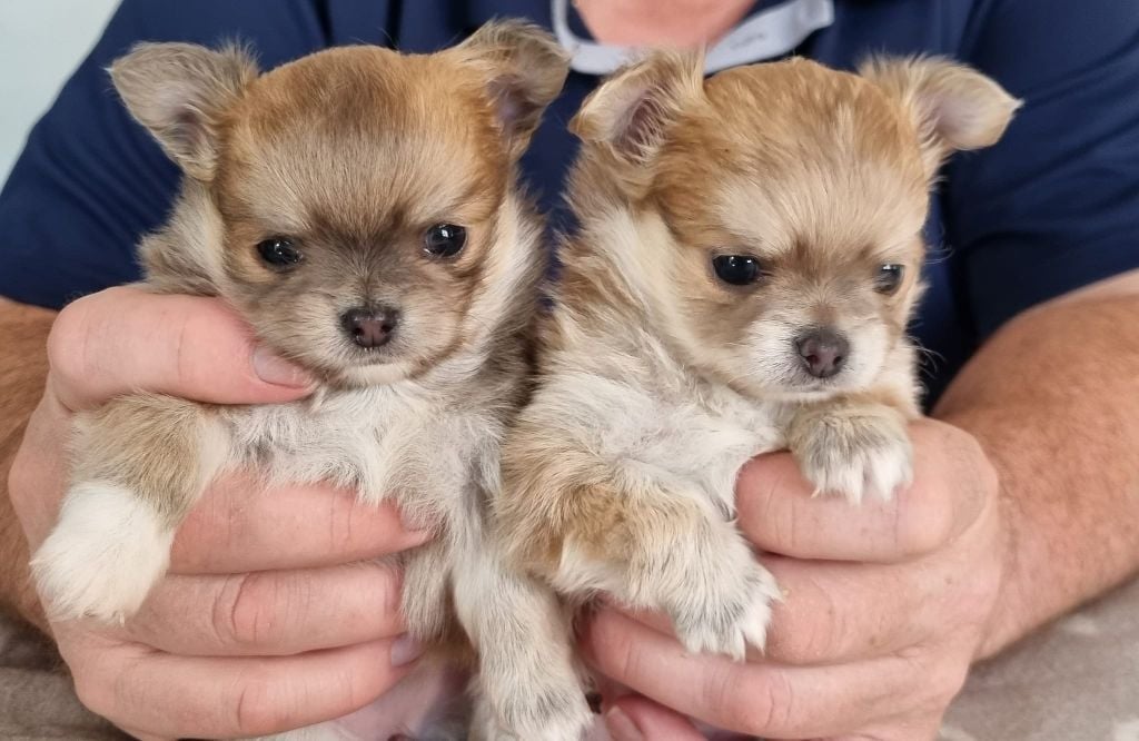 Chiot Chihuahua des z'amours de la violette