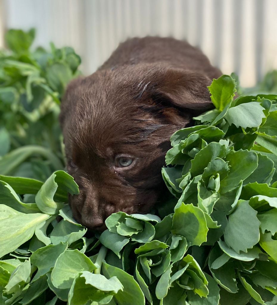 du Fond de la Noye - Chiots disponibles - Labrador Retriever