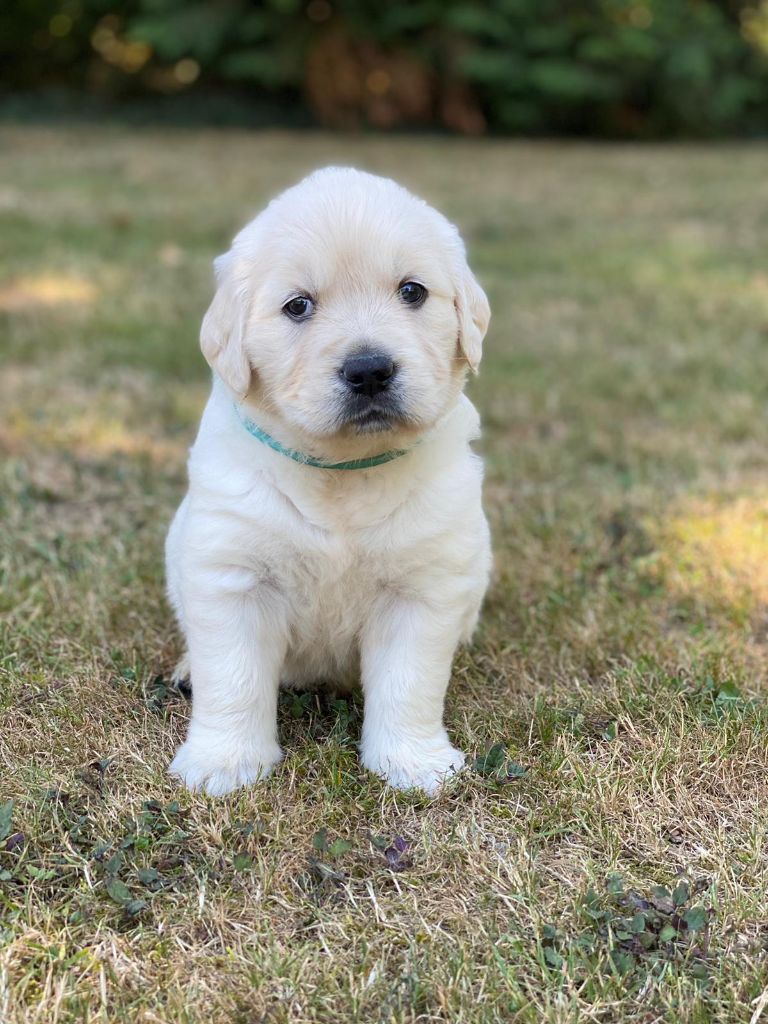 du Fond de la Noye - Chiots disponibles - Golden Retriever