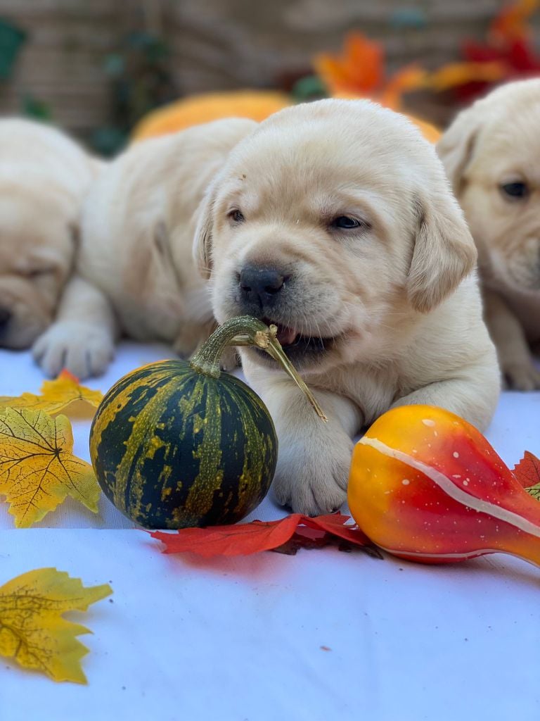 du Fond de la Noye - Chiots disponibles - Labrador Retriever