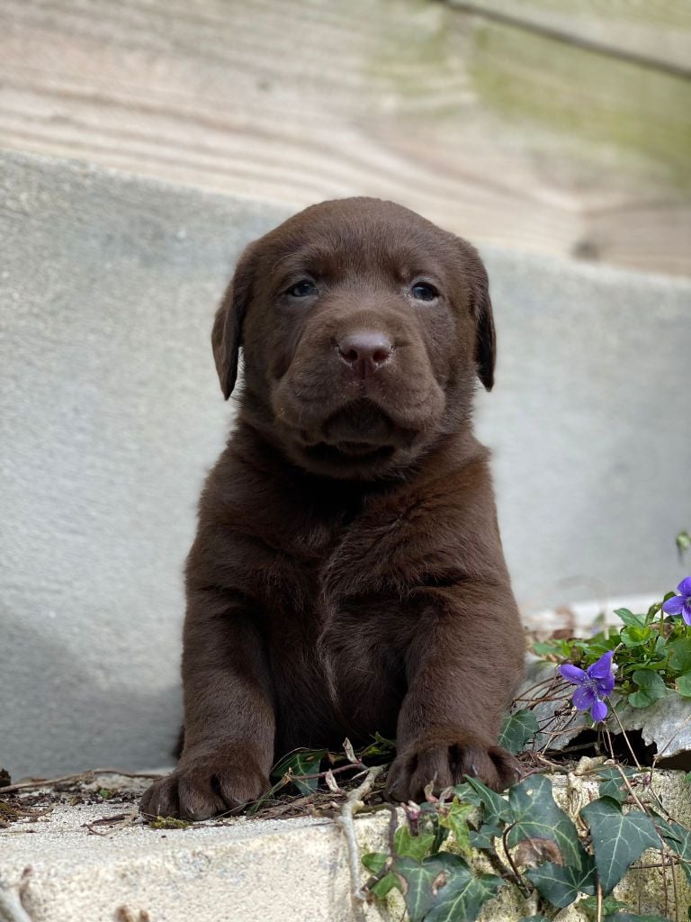 Chiot Labrador Retriever du Fond de la Noye