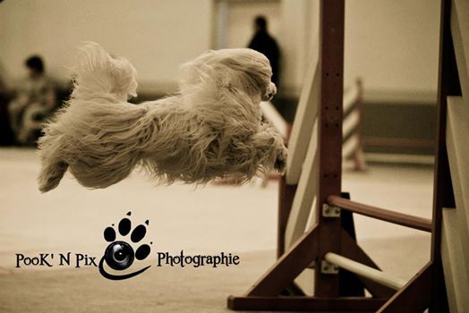 du domaine de Cha Su Bao - Agility St Cyprien 2014