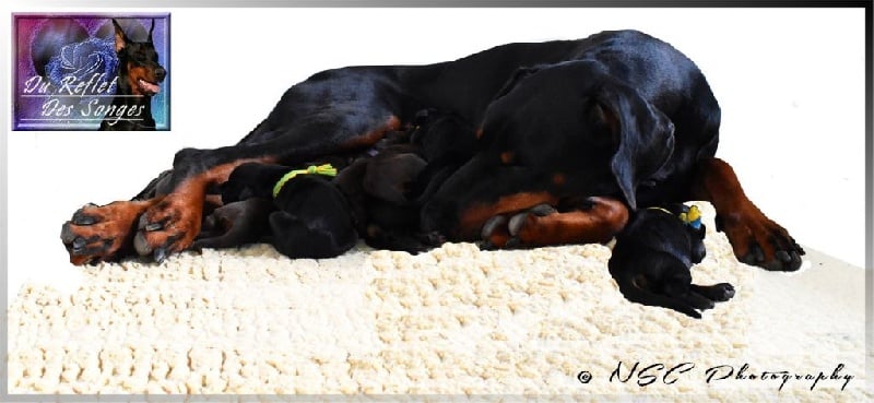 Chiot Dobermann du Reflet des Songes