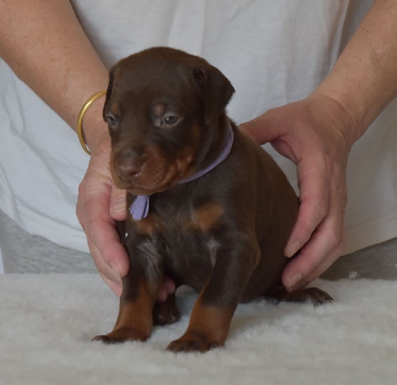 du Reflet des Songes - Chiots disponibles - Dobermann