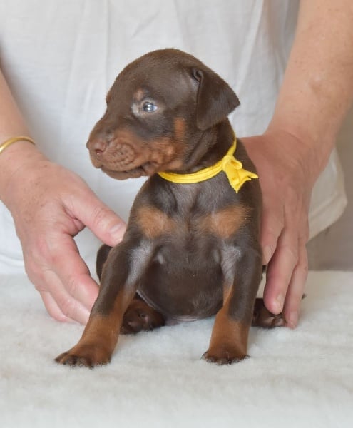 du Reflet des Songes - Chiots disponibles - Dobermann