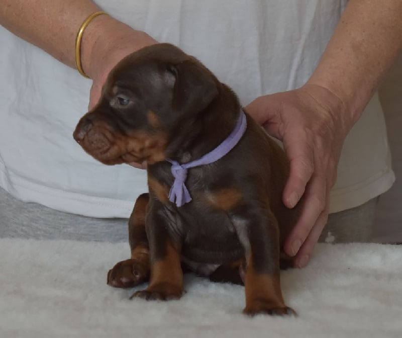 du Reflet des Songes - Chiots disponibles - Dobermann