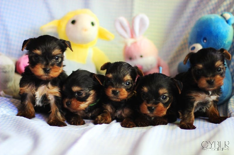 du Reflet des Songes - Yorkshire Terrier - Portée née le 12/06/2015