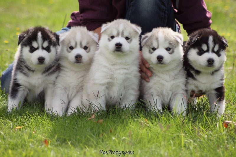 Chiot Siberian Husky d'Isarudy