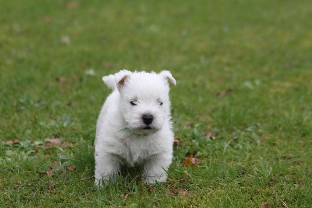 d'Isarudy - West Highland White Terrier - Portée née le 10/12/2024