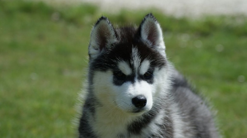 d'Isarudy - Siberian Husky - Portée née le 10/03/2015