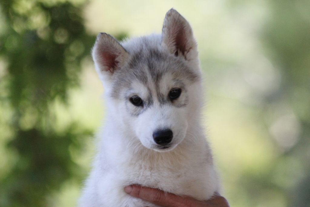 d'Isarudy - Siberian Husky - Portée née le 17/06/2018