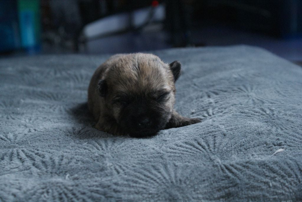 d'Isarudy - Chiots disponibles - Cairn Terrier