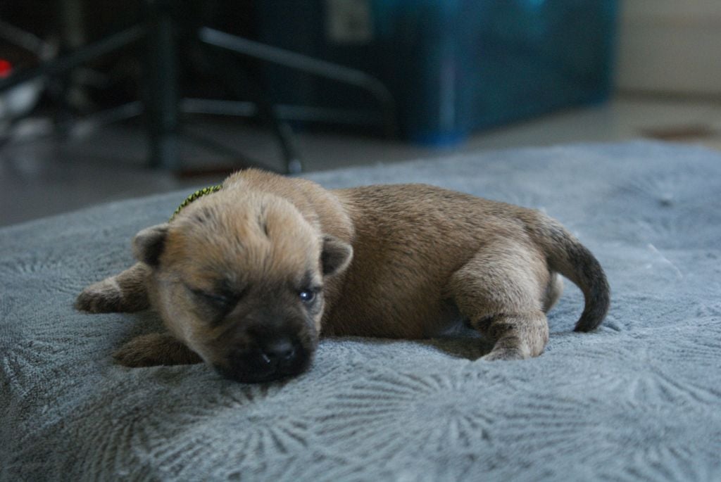 d'Isarudy - Chiots disponibles - Cairn Terrier