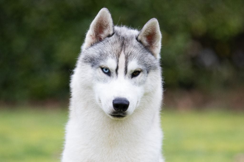 d'Isarudy - Chiots disponibles - Siberian Husky