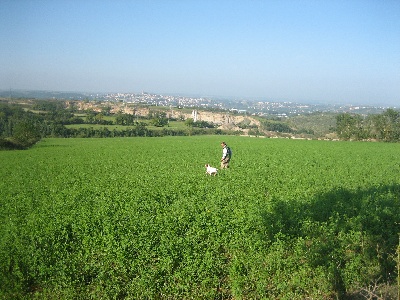 des conquérants d'Oc - Fields de printemps