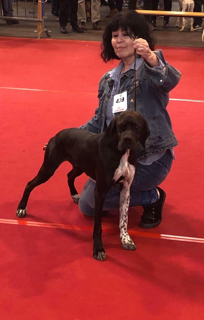 des conquérants d'Oc - Spéciale Pointer MONTCLAR