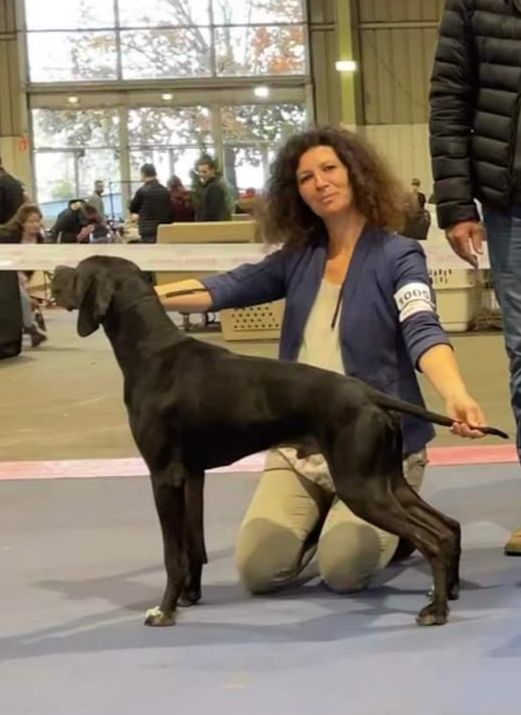 des conquérants d'Oc - Exposition internationale de TARBES - Spéciale Pointer