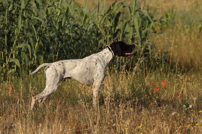 des conquérants d'Oc - FIELD AMATEUR