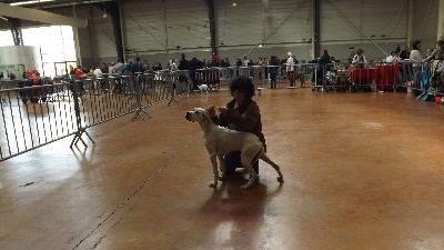 des conquérants d'Oc - GUIZMO à l'expo de CASTRES