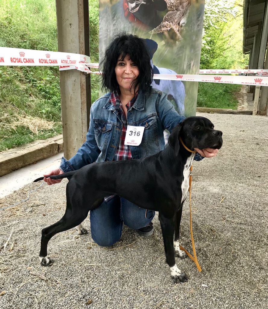 des conquérants d'Oc - Spéciale Pointer MONCLAR DE QUERCY