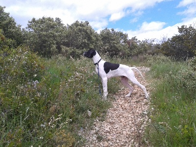 des conquérants d'Oc - IGUAL en garrigue ....