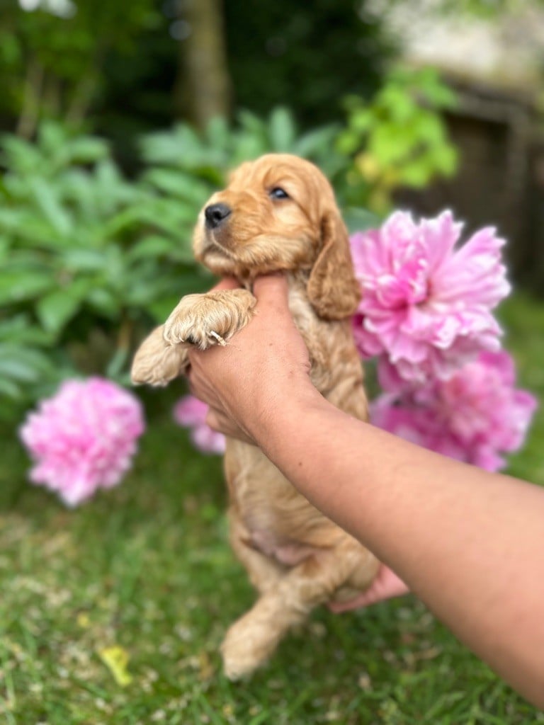 de la terre d'Opale - Cocker Spaniel Anglais - Portée née le 08/05/2023