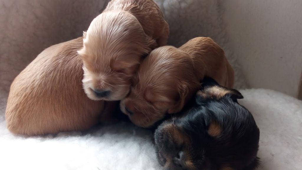 de la terre d'Opale - Cocker Spaniel Anglais - Portée née le 27/05/2019