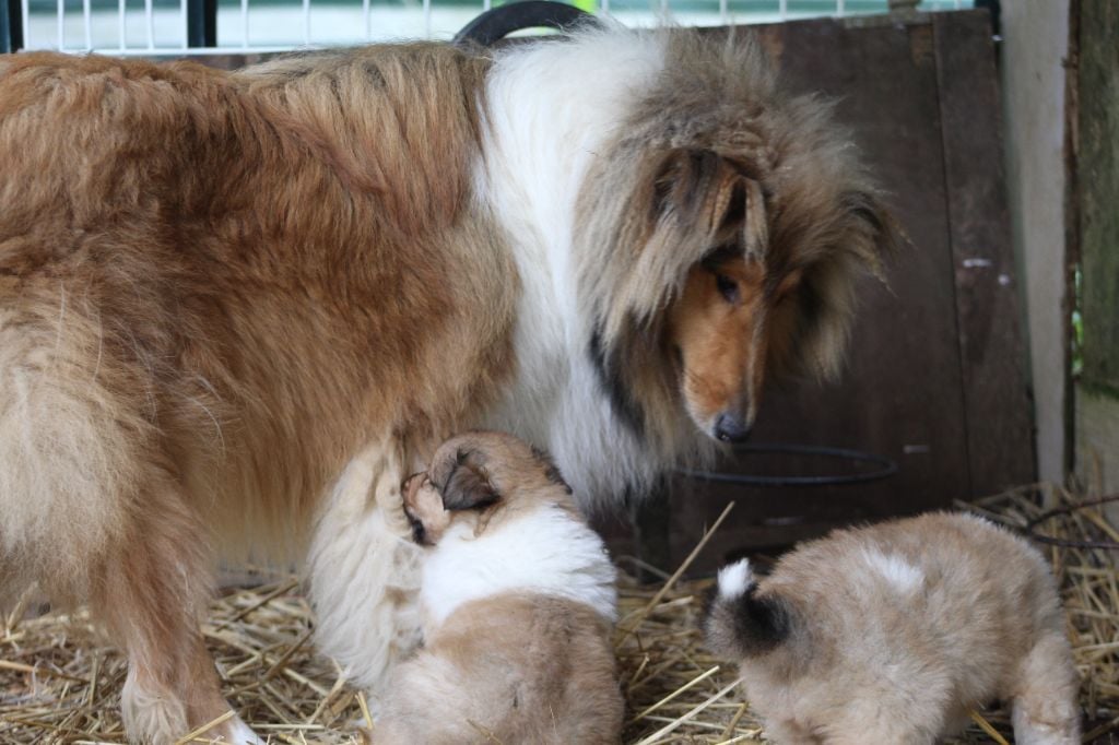 Chiot Colley à poil long des cigales Lyristes