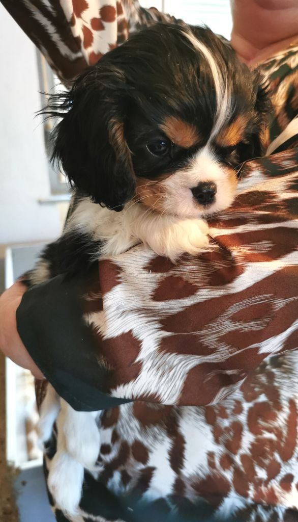 du Chemin Des Puits Tournants - Chiots disponibles - Cavalier King Charles Spaniel