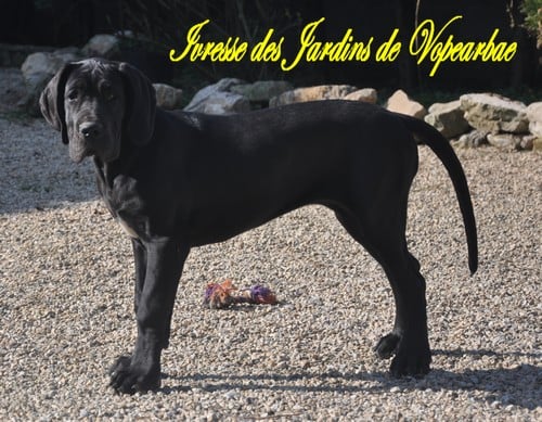 des Jardins de Vopearbea - chiots eleves en famille