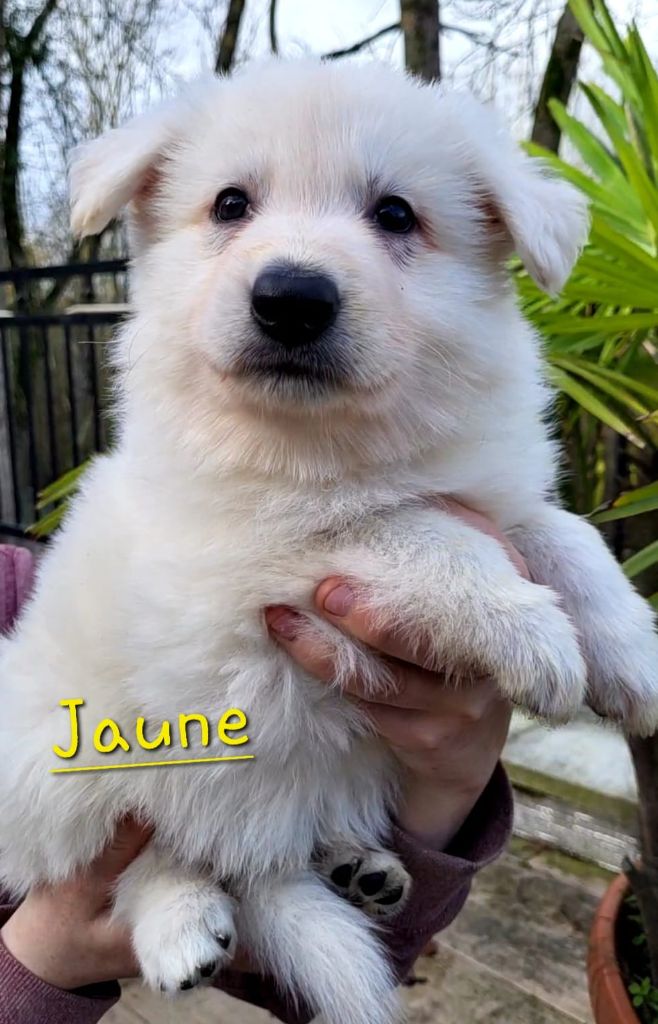 des Ecuries du Conti - Chiots disponibles - Berger Blanc Suisse