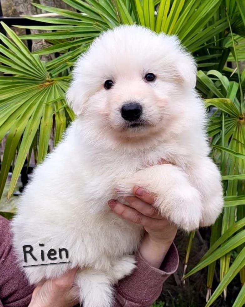 des Ecuries du Conti - Chiots disponibles - Berger Blanc Suisse