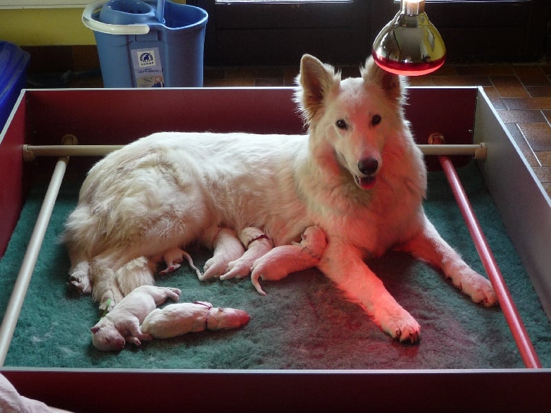 Chiot Berger Blanc Suisse des Ecuries du Conti