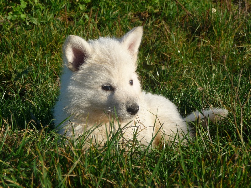 des Ecuries du Conti - Berger Blanc Suisse - Portée née le 28/09/2011