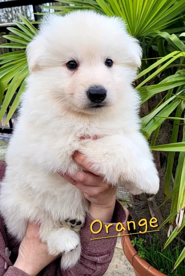 des Ecuries du Conti - Chiots disponibles - Berger Blanc Suisse