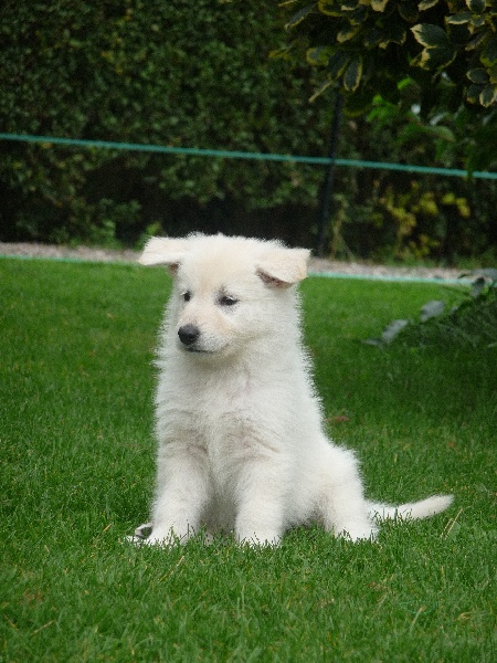 des Ecuries du Conti - Berger Blanc Suisse - Portée née le 04/08/2011