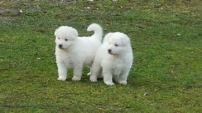 des Ecuries du Conti - Berger Blanc Suisse - Portée née le 21/12/2015