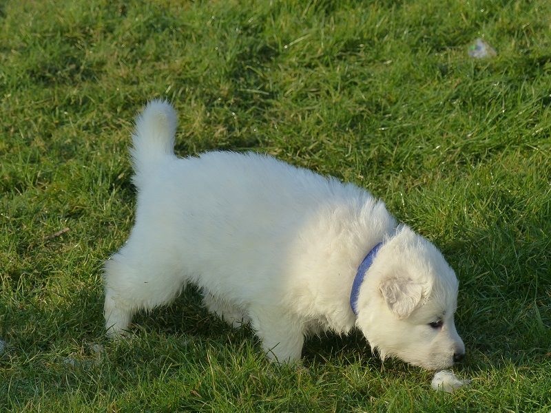 Chiot Berger Blanc Suisse des Ecuries du Conti