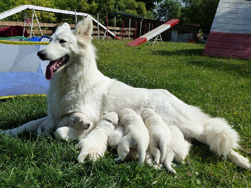 des Ecuries du Conti - Berger Blanc Suisse - Portée née le 03/06/2015