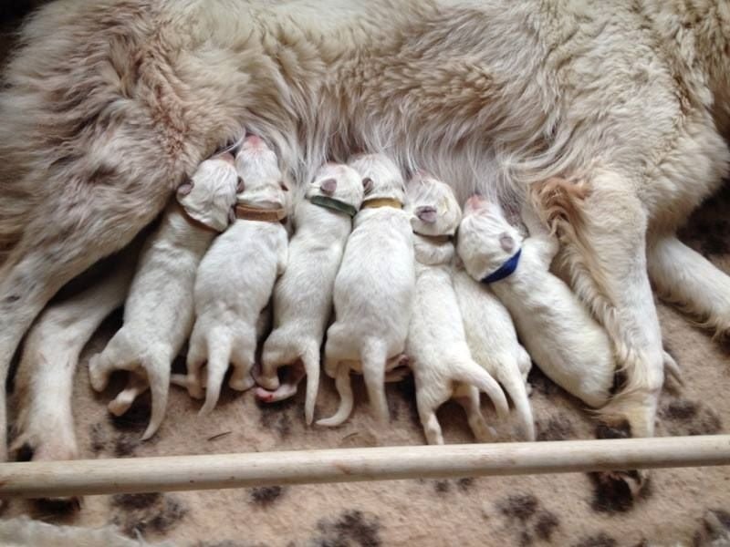 Chiot Berger Blanc Suisse des Ecuries du Conti