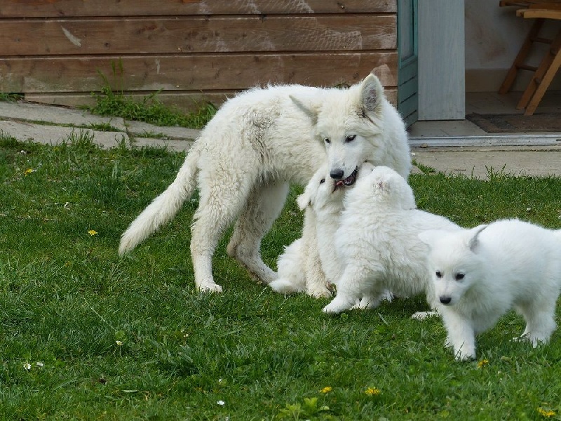 des Ecuries du Conti - Berger Blanc Suisse - Portée née le 22/03/2015